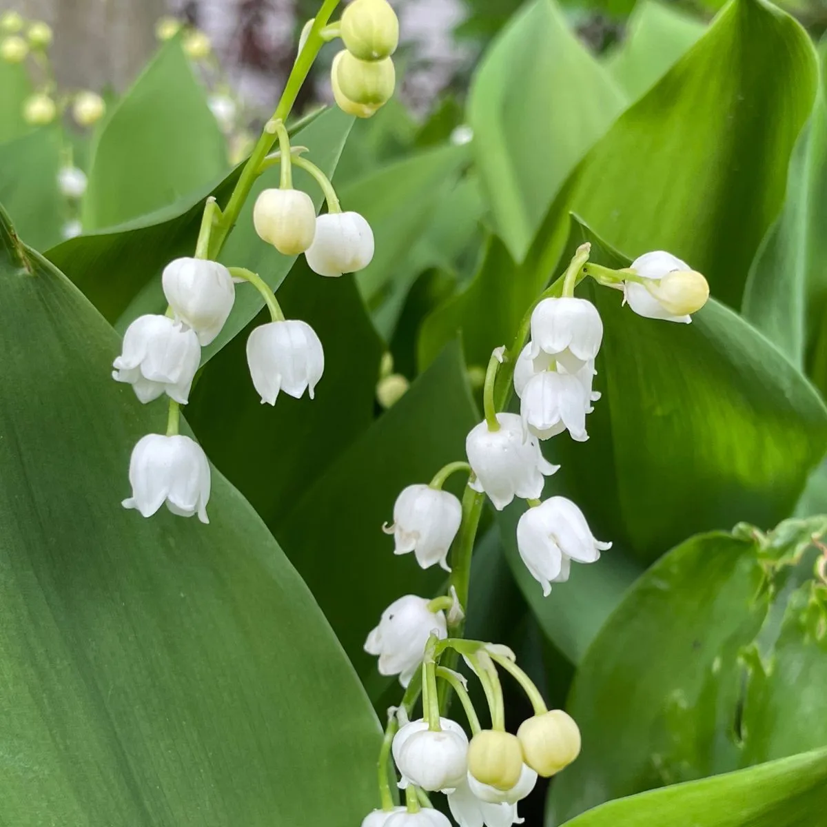 Convallaria majalis - mughetto fiore dettaglio