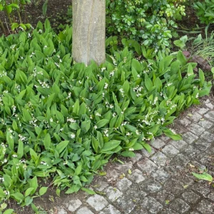 Convallaria majalis - mughetto sottochioma