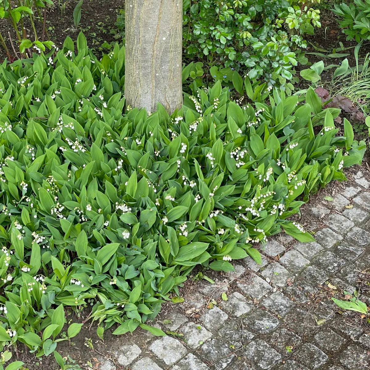 Convallaria majalis - mughetto sottochioma