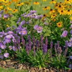 Dettaglio Bordura perenne da pieno sole 4 metri “Radiosa d’Estate”