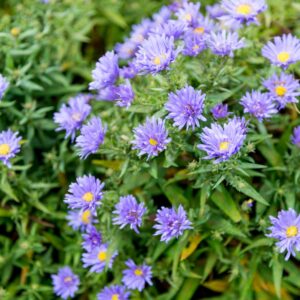 Aster frikartii 'Monch' fiore dettaglio