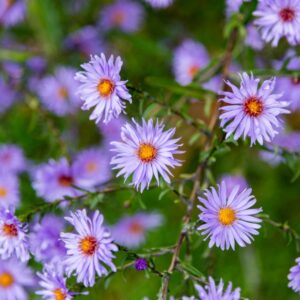 Aster frikartii 'Monch' in fiore