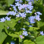 Brunnera macrophylla fiore dettaglio