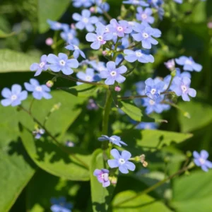 Brunnera macrophylla fiore dettaglio