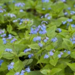 Brunnera macrophylla in fiore