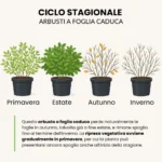 Ciclo stagionale arbusti a foglia caduca