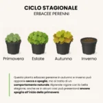 Ciclo stagionale erbacee perenni foglia caduca