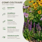 Coltivazione Bordura perenne da pieno sole 4 metri “Radiosa d’Estate”