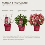 Hydrangea paniculata Groundbreaker® Ruby comportamento stagionale