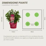 Hydrangea paniculata Groundbreaker® Ruby dimensione pianta e sesto d'impianto