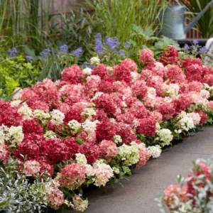 Hydrangea paniculata Groundbreaker® Ruby ortensia nana bordura fiorita