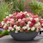 Hydrangea paniculata Groundbreaker® Ruby ortensia nana in fioriera