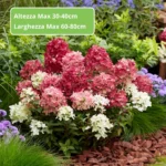 Hydrangea paniculata Groundbreaker® Ruby ortensia nana in fioritura