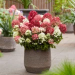 Hydrangea paniculata Groundbreaker® Rubyortensia nana in vaso
