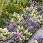 Mix Buddleja Davidii Butterfly Candy Little Tricolor bordura in fioritura