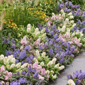 Mix Buddleja Davidii Butterfly Candy Little Tricolor bordura in fioritura