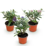 Mix Buddleja Davidii Butterfly Candy Little Tricolor in vaso