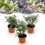Mix Buddleja Davidii Butterfly Candy Little Tricolor set 3 piante