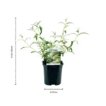 Mix Buddleja davidii Tricolor dimensioni piante