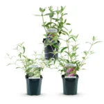 Mix Buddleja davidii Tricolor piante in vaso