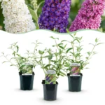 Mix Buddleja davidii Tricolor set 3 piante