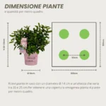 Ortensia Groundbreaker® Blush dimensione pianta e sesto d'impianto