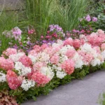 Ortensia Groundbreaker® Blush ortensia coprisuolo