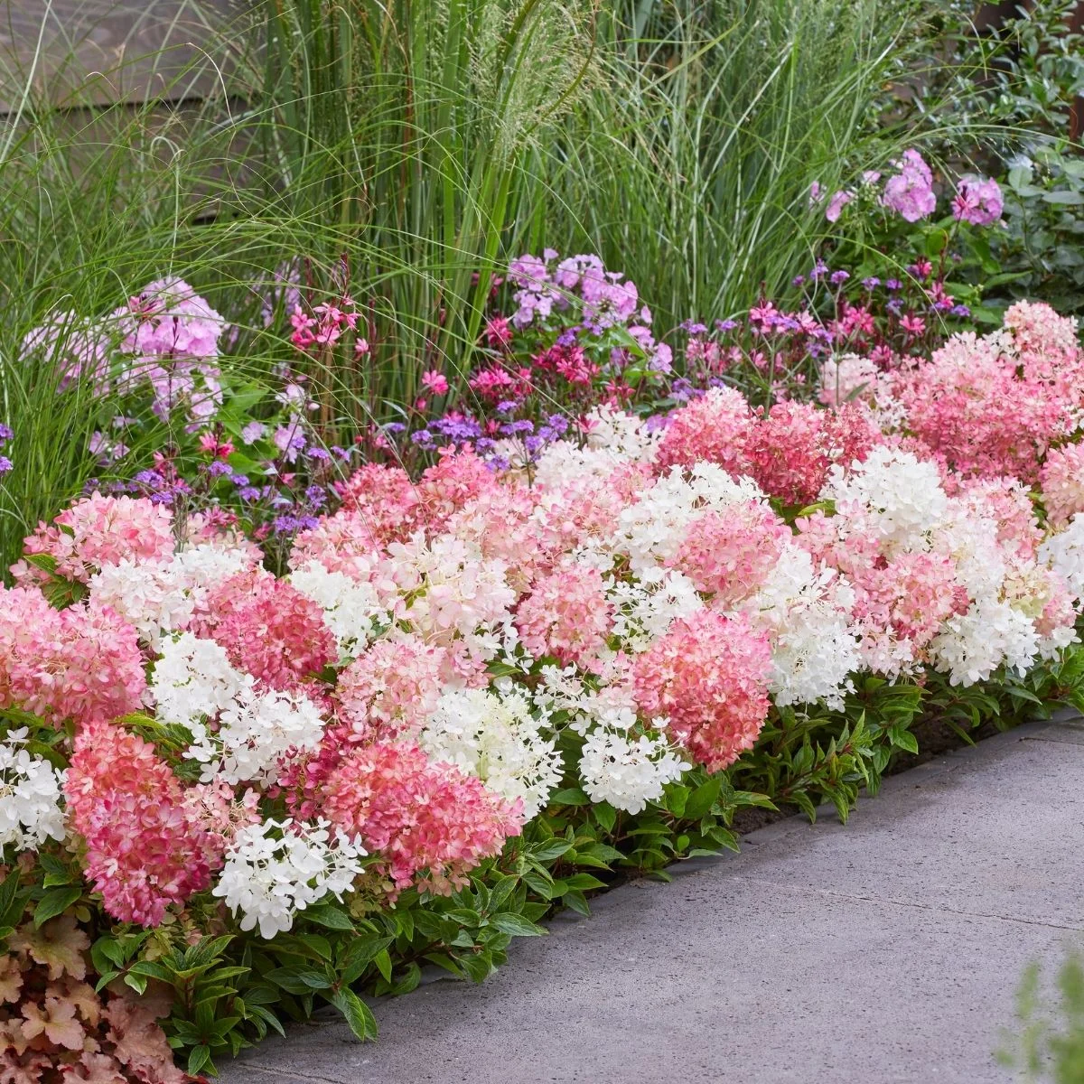 Ortensia Groundbreaker® Blush ortensia coprisuolo Ortensia Groundbreaker® Blush ortensia coprisuolo