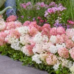 Ortensia Groundbreaker® Blush ortensia nana bordura fiorita