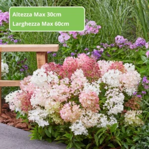 Ortensia Groundbreaker® Blush ortensia nana in fioritura