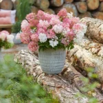 Ortensia Groundbreaker® Blush ortensia nana in vaso