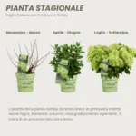 Ortensia Groundbreaker® Greeny comportamento stagionale