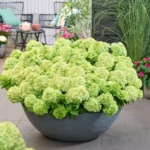 Ortensia Groundbreaker® Greeny ortensia nana in fioriera