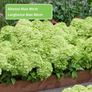 Ortensia Groundbreaker® Greeny ortensia nana in fioritura