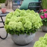 Ortensia Groundbreaker® Greeny ortensia nana in vaso