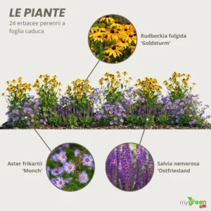 piante Bordura perenne da pieno sole 4 metri “Radiosa d’Estate”