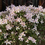 Clematis montana 'Fragrant Spring'