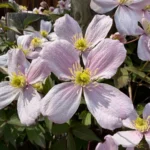 Clematis montana 'Fragrant Spring' fiore