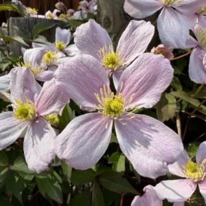 Clematis montana 'Fragrant Spring' fiore