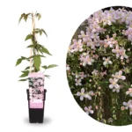 Clematis montana 'Fragrant Spring'