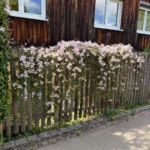 Clematis montana 'Fragrant Spring' recinzione