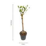 Hibiscus ad Alberello dimensioni