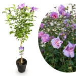Hibiscus syriacus Lavender Chiffon - Alberello