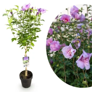 Hibiscus syriacus Lavender Chiffon - Alberello