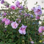 Hibiscus syriacus Lavender Chiffon pianta in fiore