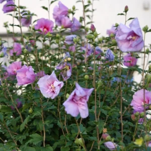 Hibiscus syriacus Lavender Chiffon pianta in fiore