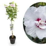 Hibiscus syriacus Starburst Chiffon - Alberello