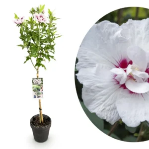 Hibiscus syriacus Starburst Chiffon - Alberello