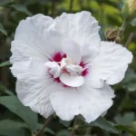 Hibiscus syriacus Starburst Chiffon fiore