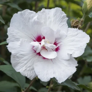 Hibiscus syriacus Starburst Chiffon fiore